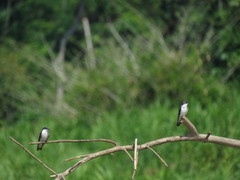 Tachycineta albiventer