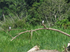 Tachycineta albiventer