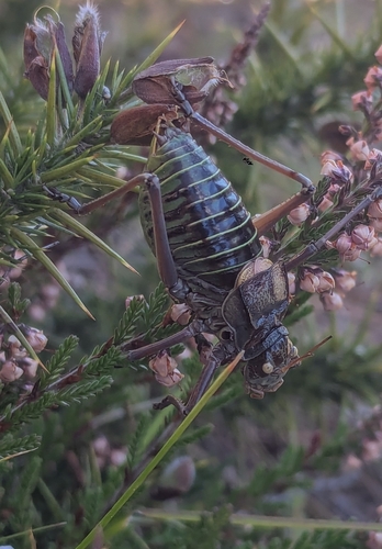 Bolivar's Saddle Bush-cricket