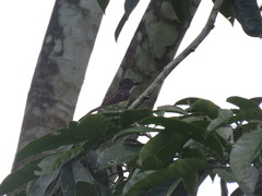 Myiarchus tuberculifer