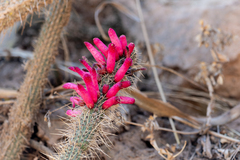 (c) David F. Belmonte, some rights reserved (CC BY) Cleistocactus candelilla, photograph (c) David F. Belmonte, some rights reserved (CC BY)