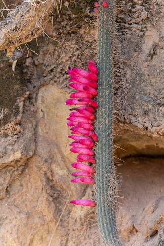 Cleistocactus candelilla, photograph 3