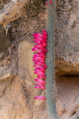 (c) David F. Belmonte, some rights reserved (CC BY) Cleistocactus candelilla, photograph (c) David F. Belmonte, some rights reserved (CC BY)