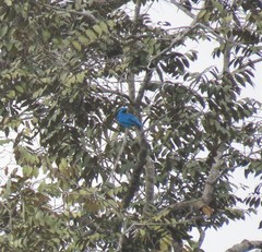 Cotinga maynana
