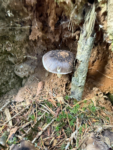 Tricholoma portentosum — (c) martin ingemansson, some rights reserved (CC BY)
