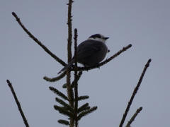 Perisoreus canadensis image