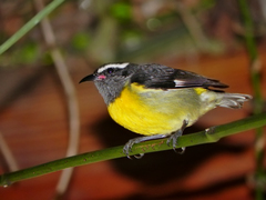 Coereba flaveola bananivora