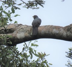 Trogon melanurus