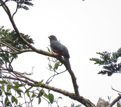 Trogon melanurus