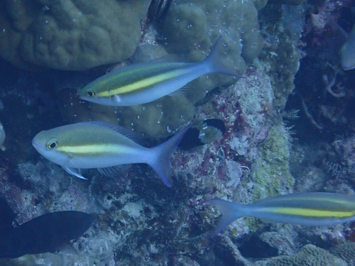 Pentapodus aureofasciatus observed 2025-09-20