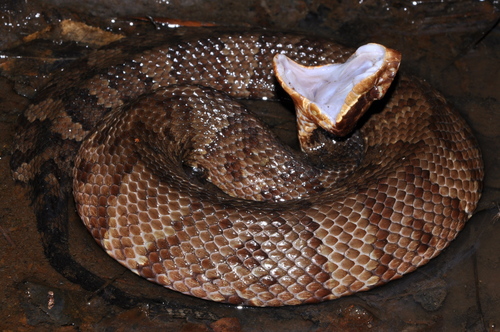 Northern Cottonmouth, photo 7 of 9