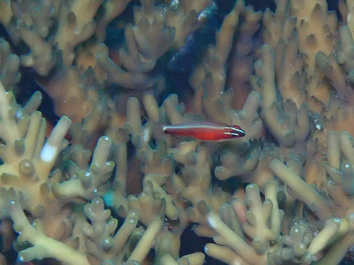 Eviota nigriventris observed 2025-09-20