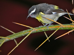 Coereba flaveola bananivora