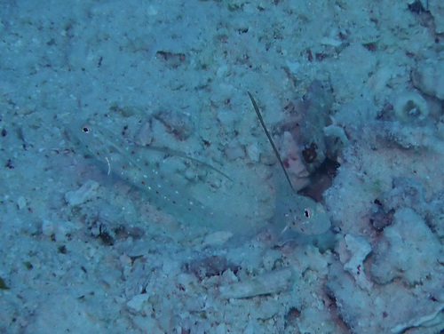 Ctenogobiops tangaroai observed 2025-09-20