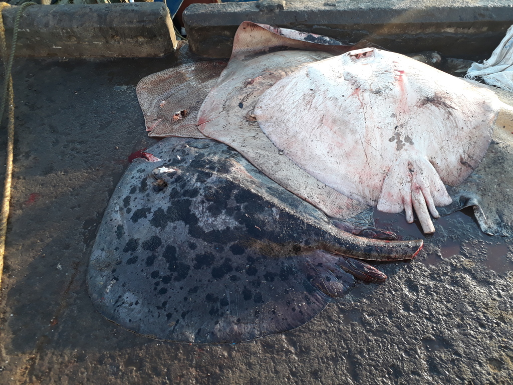 Blotched Fantail Ray in December 2019 by Adithya P. · iNaturalist