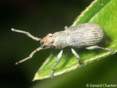 Episomoides
