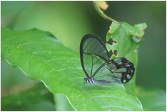 Pseudohaetera hypaesia