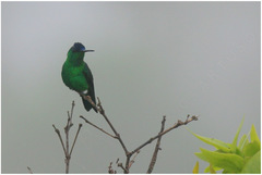 Saucerottia cyanifrons