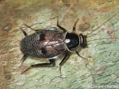 Allacta bimaculata