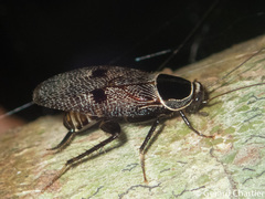 Allacta bimaculata