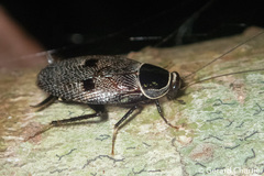 Allacta bimaculata