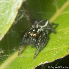 Carrhotus viduus