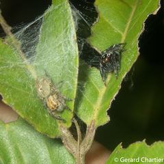 Carrhotus viduus
