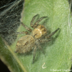 Carrhotus viduus