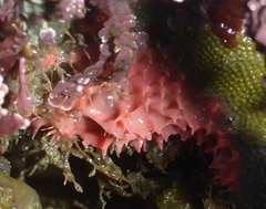 Aplysilla glacialis