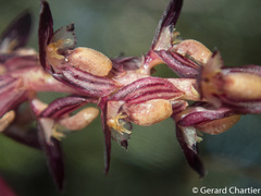 Bulbophyllum alcicorne
