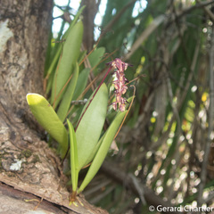 Bulbophyllum alcicorne
