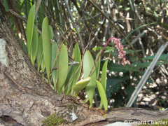 Bulbophyllum alcicorne