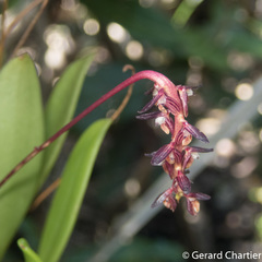 Bulbophyllum alcicorne