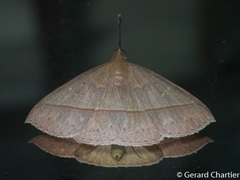 Marapana