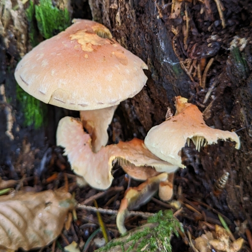 Ziegelroter Schwefelkopf