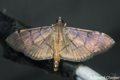 Bacotoma