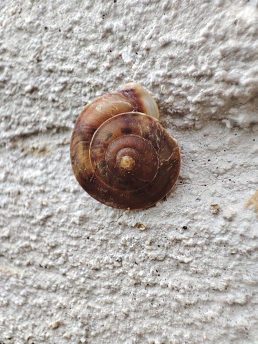 Helicigona lapicida lapicida