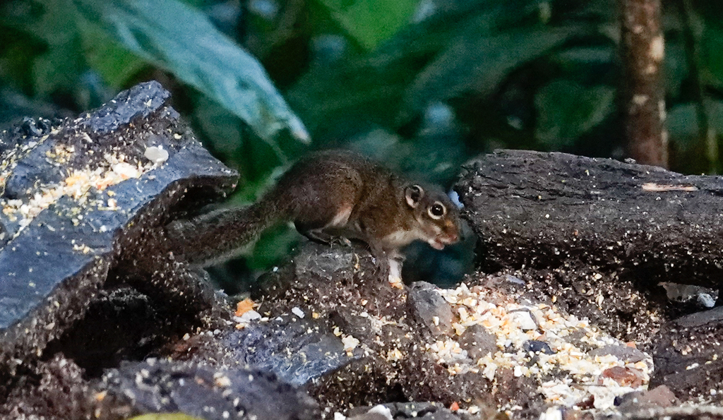 Low's Squirrel