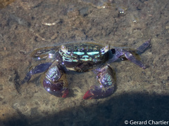 Parasesarma eumolpe