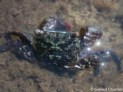 Parasesarma eumolpe