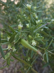 Metastelma arizonicum