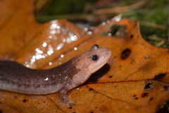 Desmognathus brimleyorum