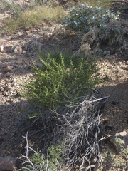 Metastelma arizonicum