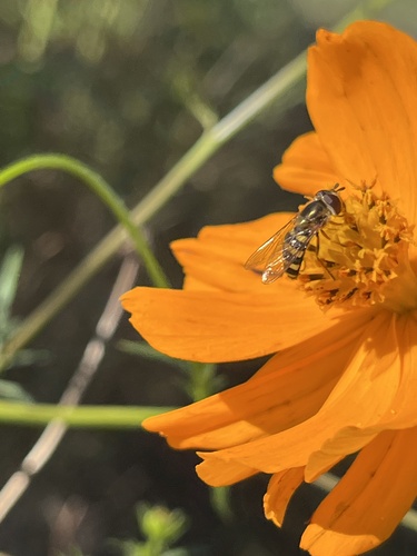 Unknown species found near W Hoover Loop, Fayetteville, AR, US