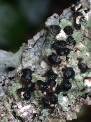 Mycoblastus sanguinarius