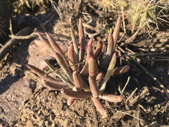 Dudleya attenuata