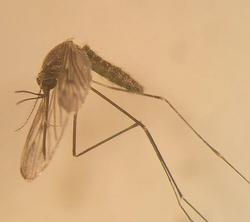 Unknown species found near Arkansas, US