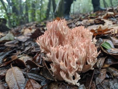 Ramaria botrytis
