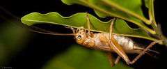 Calscirtus