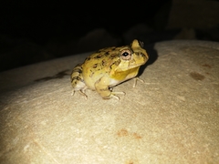 Pleurodema cinereum